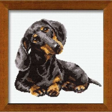 Dachshund 25x25 cm