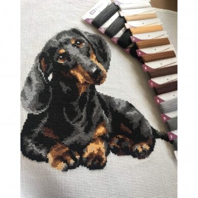 Dachshund 25x25 cm 1